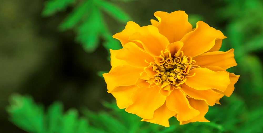 Marigold Extract