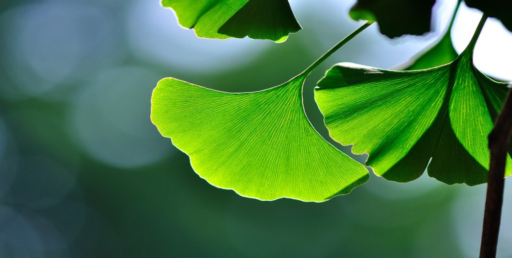 Ginkgo Biloba Extract