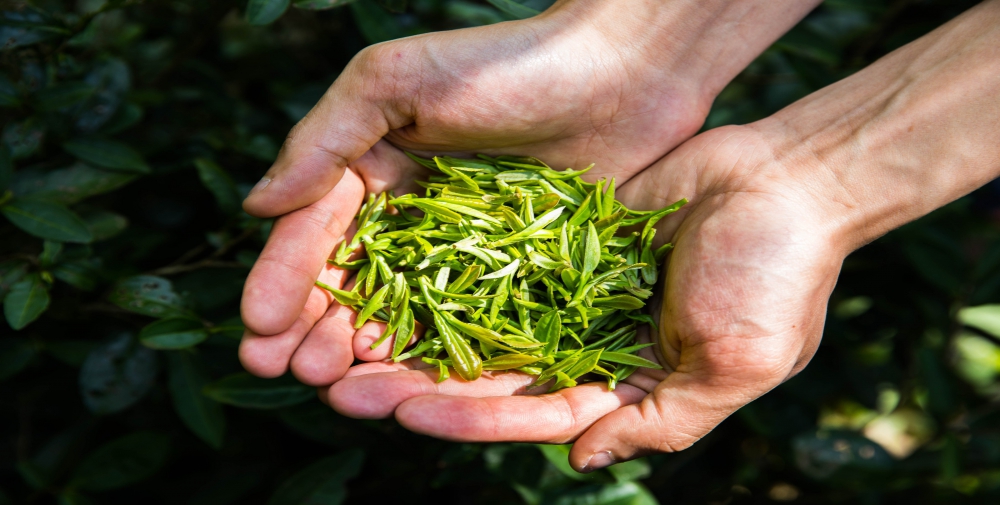 Green Tea Extract